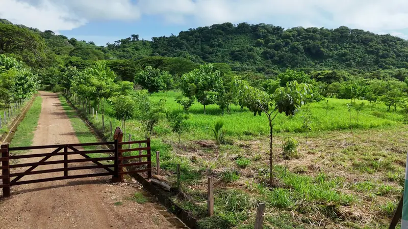 The gated entrance road of Las Planadas