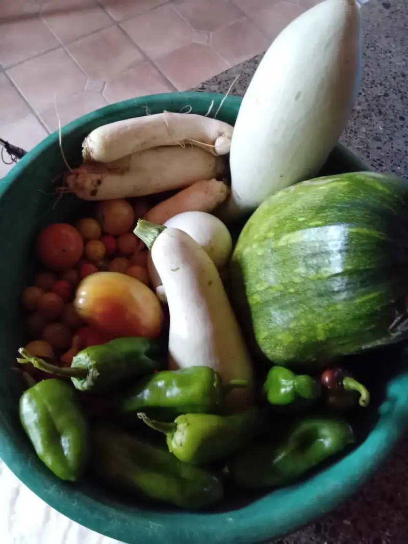 A basket of vegetables from the garden