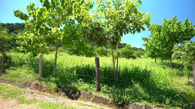 Young trees along a fenced lot