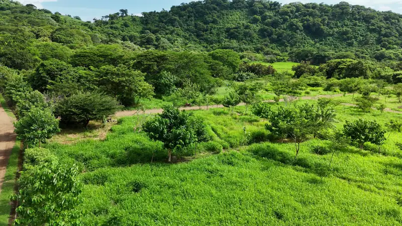 Planted lots, trees and hills