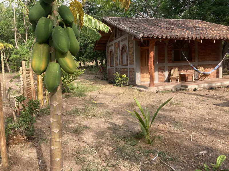 A papaya tree loaded with fruit, Casa Ladrillos behind