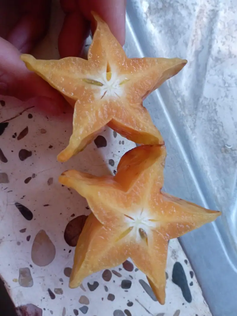 Starfruit from the finca